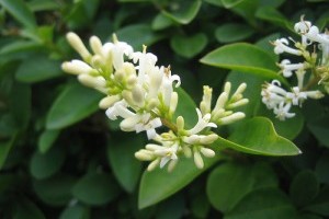 Virágzó Zugló 2011 - Telepes utca 26.