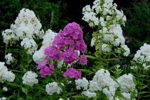 Virágzó Zugló 2011 - Szugló utca 105.