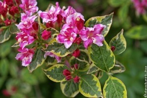 Rózsalonc metszése virágzás után: mire kell figyelni?