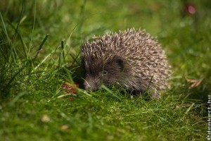 Hasznos állat a kertben: a sün