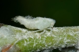 Hogyan védekezzünk az amerikai lepkekabóca ellen?