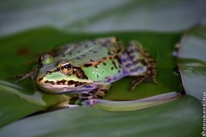 Patak építése a kerti tóba