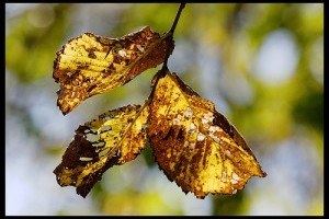 Meleg ősz és csapadékszegény tél várható