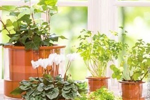 Elsősegély a kiszáradt növényeknek