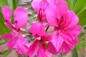 Mediterrán növények ápolása röviden és tömören - 1. rész