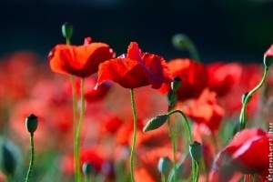 Trükkös gyomok (2.)