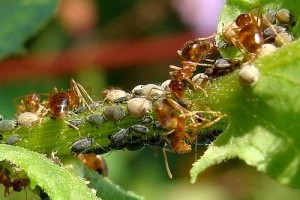 Szobanövényeink gyakori kártevői