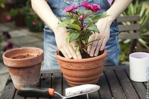 Időszerű a szobanövények átültetése