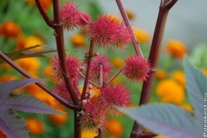 Veszélyes szépség a ricinus, 1-2 magja már halált okoz