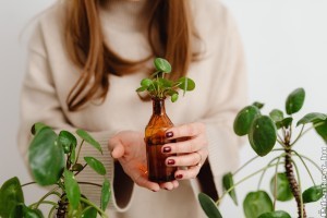 4 tavaszi munka, amit meghálálnak a szobanövények