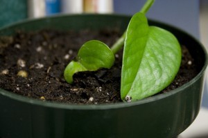 Ültetőközegek, talajkeverékek