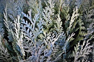 Így gondozd az örökzöldeket januárban, februárban