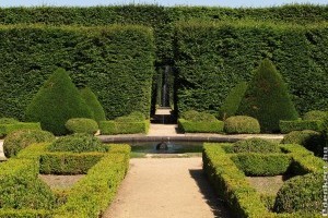 Így ápold az örökzöldeket júliusban és augusztusban!