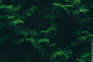 Örökzöldek: ezek a legfontosabb munkák ősszel