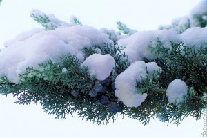 Örökzöldek havi munkanaptára - november, december