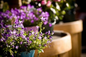 Mi a jelentősége a szobanövények nyugalmi időszakának?