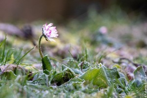 Készítsük fel kertünket a télre!