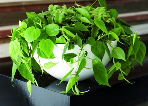 Krizantém: ha ezekre figyelsz, tele lesz virággal