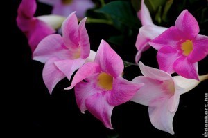 Leander, bougainvillea, citromfa - ennyire bírja a fagyokat