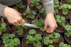 Így teleltesd a dugványokat!