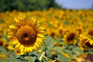 Meglepetés volt az idei napraforgótermés