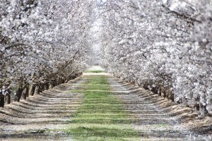 Hasznos élő szervezetek a kertben