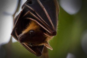Hasznos állat a kertben: a denevér