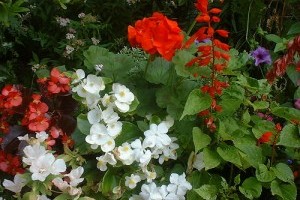 Virágzó Zugló 2011 - Fogarasi út 27/a,b