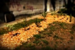 Virágzó Zugló 2011 - Örs vezér tere 4-6