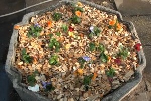 Kivirágzó rendőrség - Stefánia út 83-85.