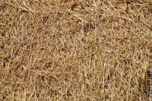 Így mulcsozzunk avarral és szalmával! Ezek a legfontosabb szabályok