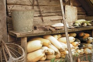 Hogyan tároljuk télen a zöldségeket?