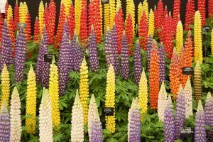 Zöldtrágyázás egész évben