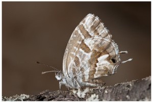 Már Ausztriában a muskátli boglárka (Cacyreus marshalli)