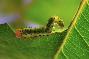 A bonszajok leggyakoribb kártevői