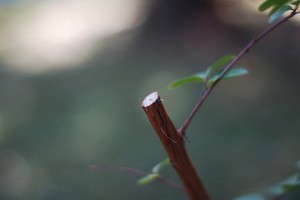 Útmutató a szobanövények metszéséhez