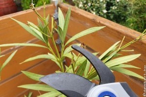 Leander metszése ősszel - ezeket jó, ha tudod