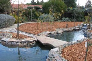 Így ültess szabad gyökerű fát szakszerűen