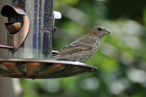 Variációk madáretetőkre - képekkel