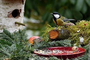 Kertünk hasznos barátai a cinegék