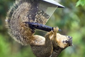 Mókusok támadják a madáretetőket!