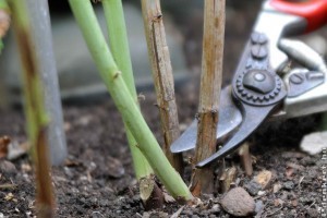 Hogyan és mikor kell a málnát metszeni? Elmagyarázzuk