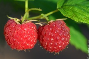A málna metszésénél mire kell figyelni? Mutatjuk