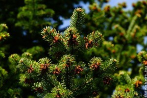 7 tipp, amitől az örökzöldek, fenyők csodaszépek lesznek a kertünkben