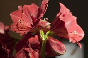 Növényeink gyakori betegségei