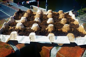 Konyhakertek, termesztőhelyek kiválasztása