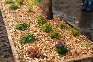 Virágzó Zugló - Szugló utca 202.