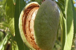 Ismerkedjünk meg a mandulával (Prunus dulcis)