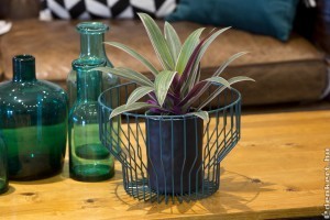 Lándzsalevél (Rhoeo spathacea)