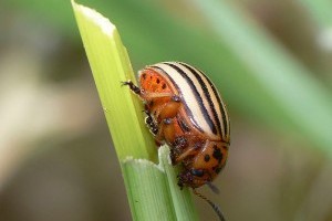 Biológiai védekezés az állati kártevők ellen